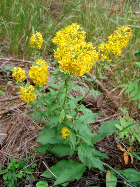 Золотарник обыкновенный (Solidago virgaurea L.)