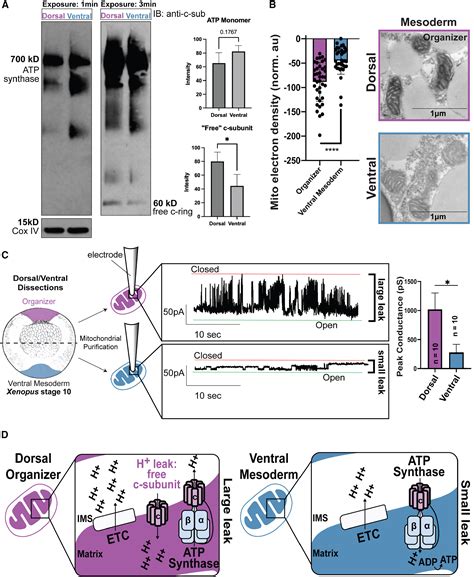 Mitochondrial leak metabolism induces the Spemann-Mangold Organizer via Hif-1α in Xenopus ...