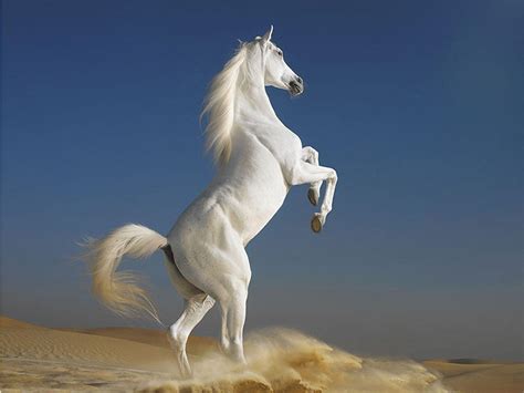 Bing Wallpaper Horses 的图像结果