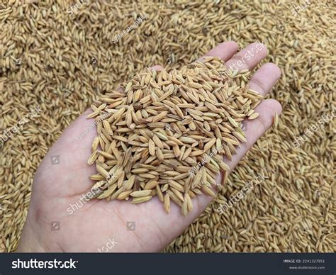 Image result for Hand Sorting Method