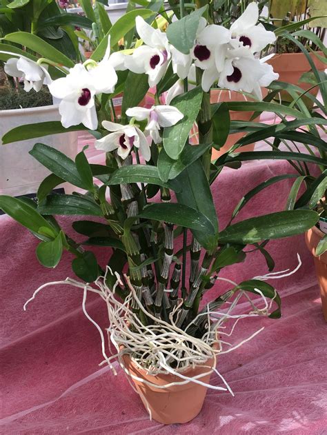 dendrobium yukidaruma