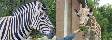 Zebras And Giraffes Together