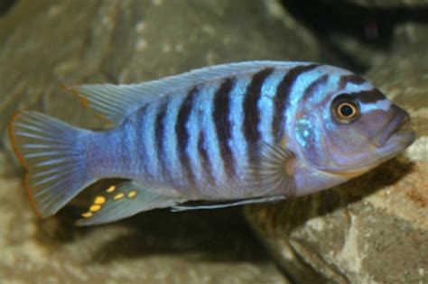 Haplochromis CH44 Thick Skin like abzugeben in Hildrizhausen | Tiere ...