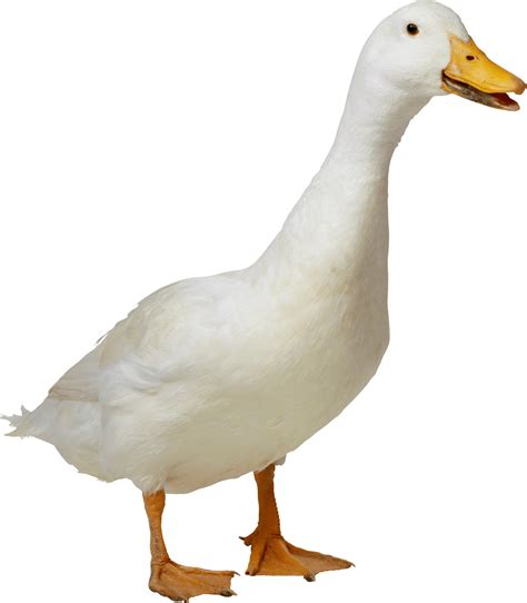 Image result for Duck Number Code in Python Using Count