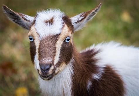 Nigerian Dwarf Goats — Dry Hollow Farm
