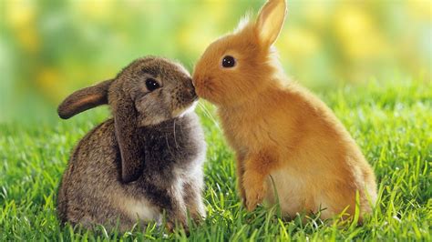 Image result for Hello Spring Animals