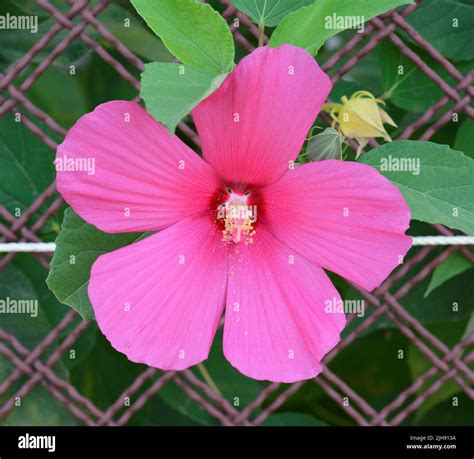 Red flower of the hibiscus (Hibiscus rosa sinensis) with inflorescence ...