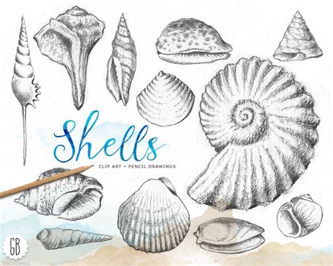 Image result for Pen Shell Drawing
