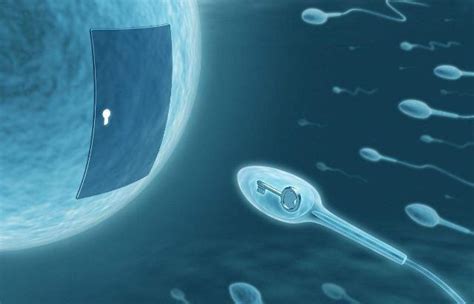Les ovules choisissent les spermatozoïdes qui les féconderont