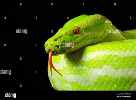 Image result for Giant Python Snake