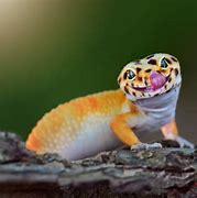 gecko 的图像结果