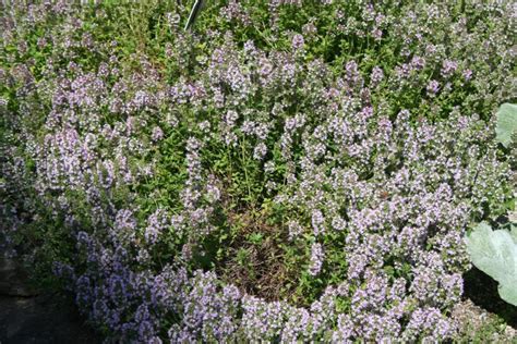 Mother-of -thyme | The Morton Arboretum