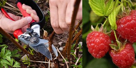 Image result for Raspberry Pruning Basics