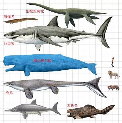 《巨齿鲨》来袭,上演海底侏罗纪_深海