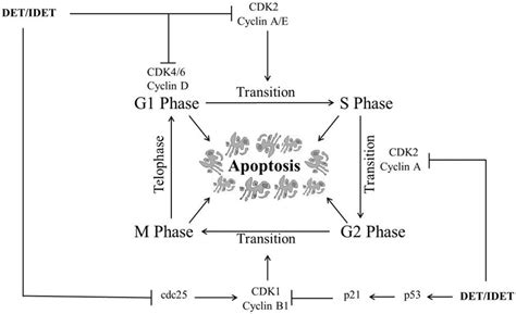 Deoxyelephantopin and Isodeoxyelephantopin as Potential Anticancer ...