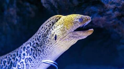 বানর নয়, এই মাছ মানুষের পূর্বপুরুষ? সামনে চাঞ্চল্যকর তথ্য - ancient ...