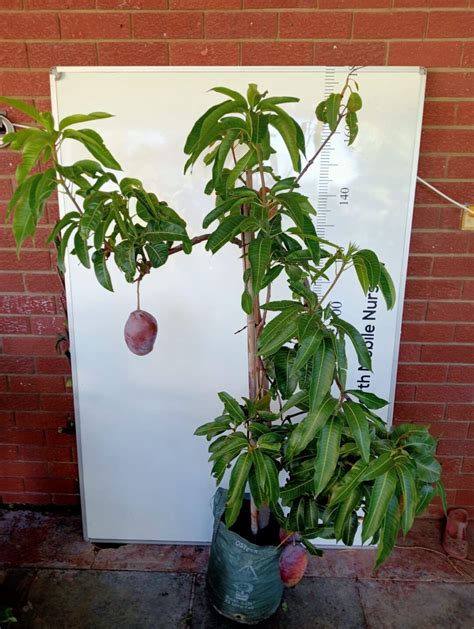 Image result for Dwarf Mango Tree