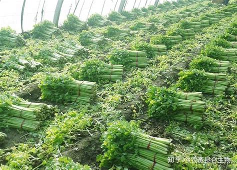 芹菜的种植，植物学特性，生长发育周期以及对环境条件要求 - 每日头条