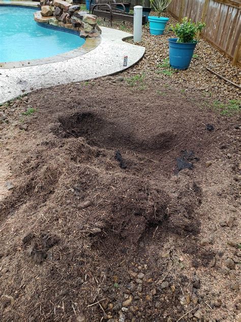 Tree Root Removal Tips 的图像结果