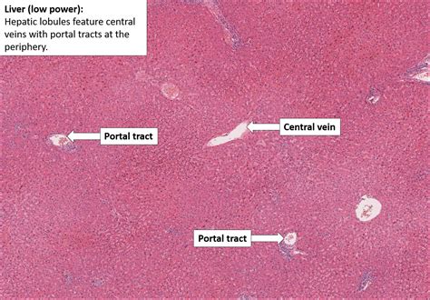 Liver Histology Anatomy And Histopathology Of The Liver