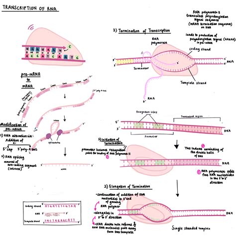 RNA Transcript Graph 的图像结果