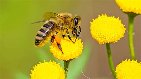 Study identifies spread of bee disease via flowers | NEWS10 ABC