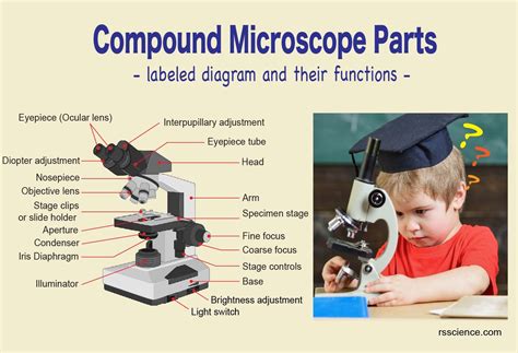 Microscope Diagram 的图像结果