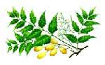 Azadirachta indica - Herb Information