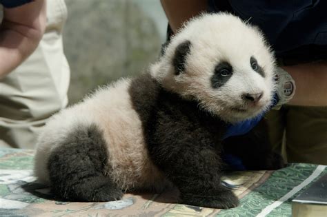 Washington national zoo celebrates panda cub Xiao Qi Ji