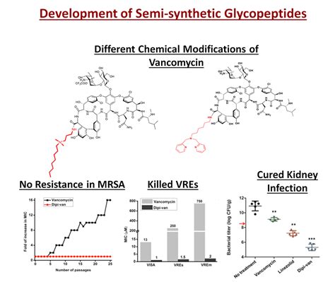 Semi-synthetic glycopeptide | Official website of Jawaharlal Nehru ...