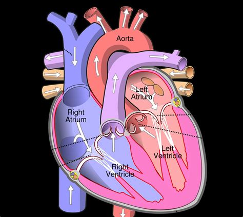 Simple heart diagram with labels - Brainly.in