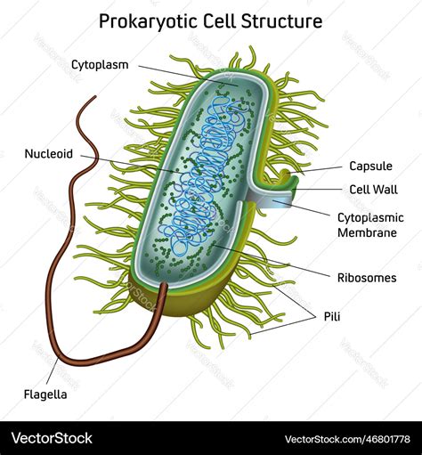 Cell Structure Chart 的图像结果