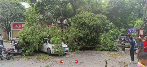 桂林发布大风黄色预警 奇峰小筑门前大树被大风刮倒-桂林生活网新闻中心
