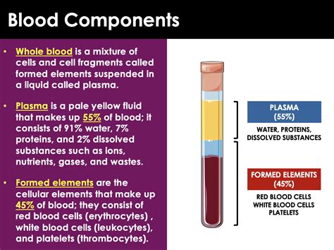 Structure Of Red Blood Cells White Blood Cells And Platelets Ppt - Infoupdate.org
