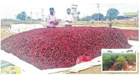 Chilli growers feel the heat as prices fall