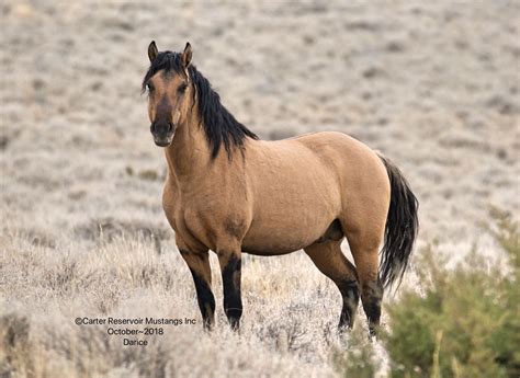 Images Of Wild Mustang Horses