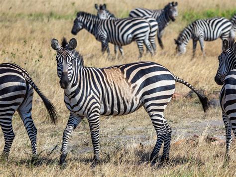 Zebra Stripes Research Reveals Why The Zebra Got Its Stripes