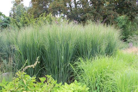 Panicum virgatum ‘Northwind’ / Northwind Switchgrass – Haw Honey