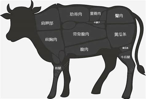 牛肉分解图设计图__餐饮美食_生活百科_设计图库_昵图网nipic.com