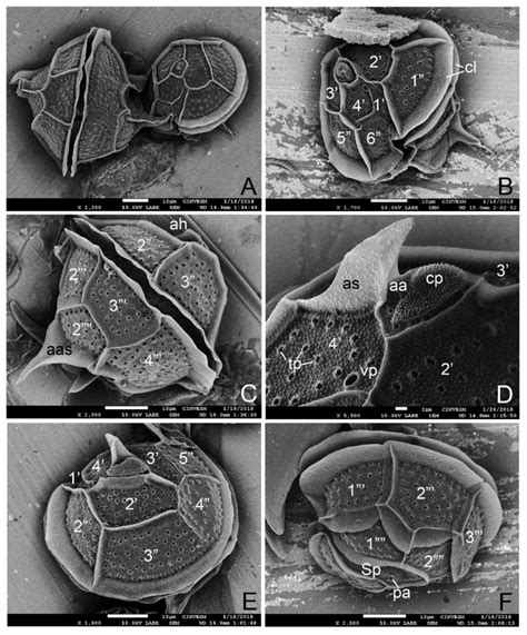Paralytic Shellfish Toxins of Pyrodinium bahamense (Dinophyceae) in the ...
