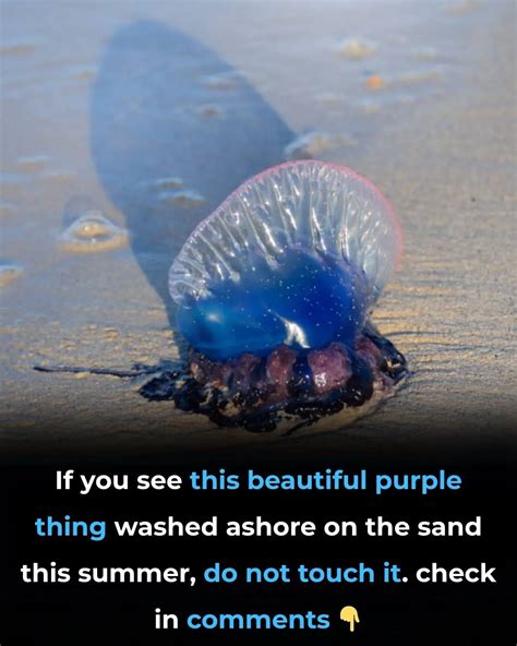 Beware of the Portuguese Man-of-War Washed Ashore
