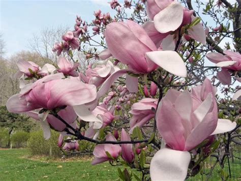 15 Types of Magnolia Trees and Shrubs (With Photos)
