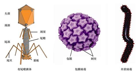 慢病毒载体和γ逆转录病毒载体|病毒载体|病毒颗粒|基因组|蛋白|细胞|-健康界