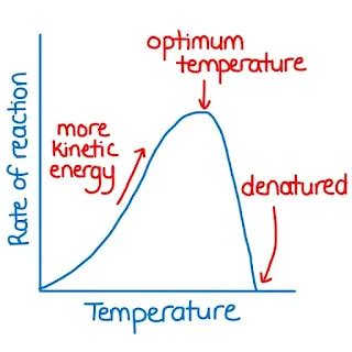5 Key Factors Affecting Fermentation Process - Biology Notes