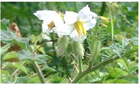 MODERN PLANT Live White Kateri/Kantakari/Solanum surattense Herbal ...