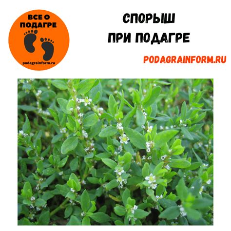 Спорыш при подагре и повышенной мочевой кислоте: можно ли