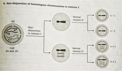 Nondisjunction and aneuploidy - BiologyisLove
