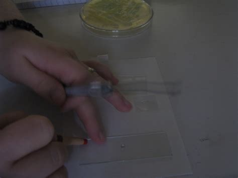 Preparation Gram Stain 的图像结果