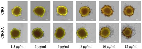 Phytocannabinoids CBD, CBG, and their Derivatives CBD-HQ and CBG-A ...