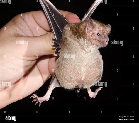 Image result for Common Vampire Bat